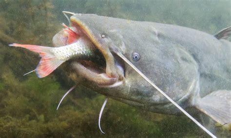 wels fish